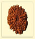 Trayodasha Mukhi Rudraksha