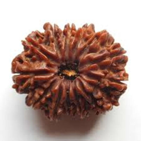 Trayodasha Mukhi Rudraksha