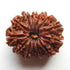 Trayodasha Mukhi Rudraksha