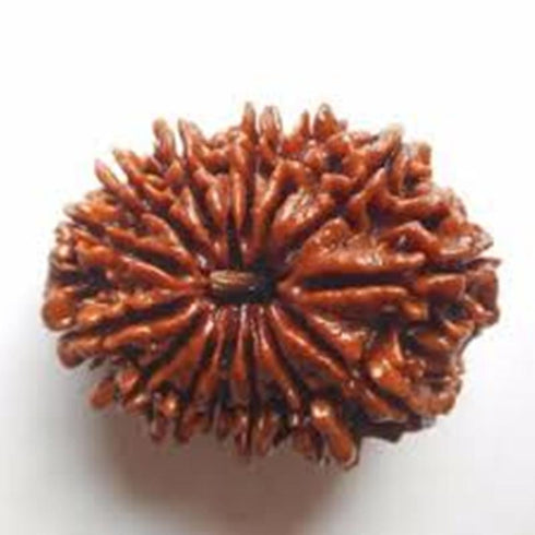 Chaturdasha Mukhi Rudraksha