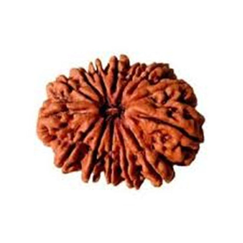 Chaturdasha Mukhi Rudraksha