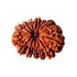 Chaturdasha Mukhi Rudraksha