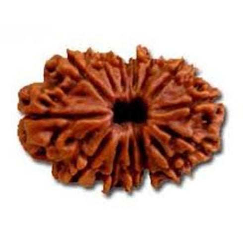 Chaturdasha Mukhi Rudraksha