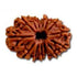 Chaturdasha Mukhi Rudraksha