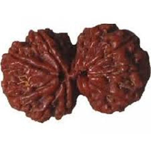 Gowrishankar Rudraksha
