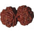 Gowrishankar Rudraksha