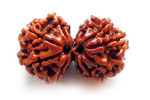 Gowrishankar Rudraksha