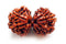 Gowrishankar Rudraksha