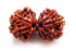 Gowrishankar Rudraksha