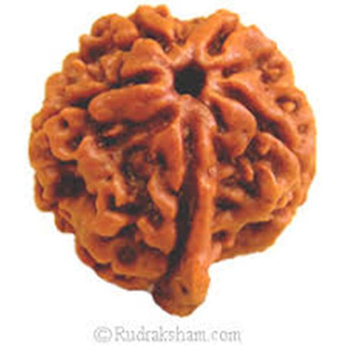 Ganesha Rudraksha