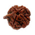 Ganesha Rudraksha