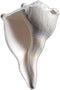 Pushkar Certified Dakshinavarti Shankh Lakshmi Shankh (6 Inch)
