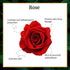 Good Vibes Rose Hydrating Body Yogurt