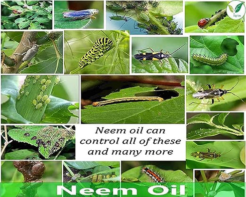 Iagrifarm Cold Pressed Water Soluble Neem Oil 5 Liter