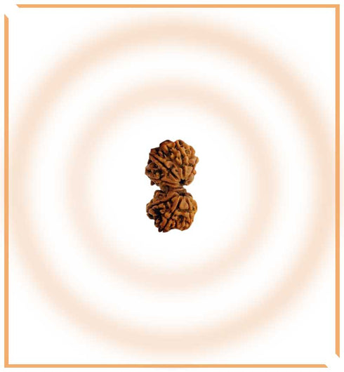 Gaurishankar Rudraksh |Lab Certified