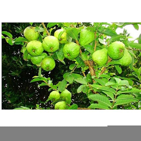 Garden King Neem Oil Premium Essential Organic Liquid Neem seeds Extract for using on all Types of Plants 500 ml