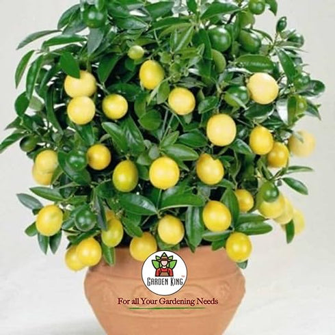 Garden King Neem Oil Premium Essential Organic Liquid Neem seeds Extract for using on all Types of Plants 500 ml