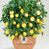 Garden King Neem Oil Premium Essential Organic Liquid Neem seeds Extract for using on all Types of Plants 500 ml