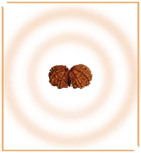 Gaurishankar Rudraksh |Lab Certified