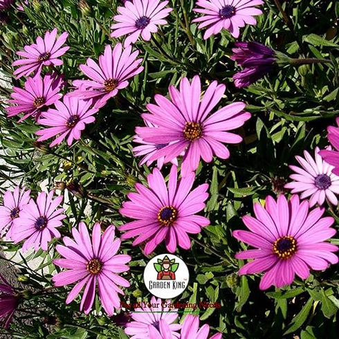 Garden King Neem Oil Premium Essential Organic Liquid Neem seeds Extract for using on all Types of Plants 500 ml