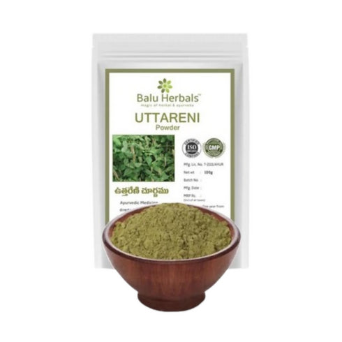 Balu Herbals Apang Seeds | Uttareni Ginjalu Powder