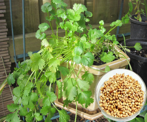Coriander Seeds