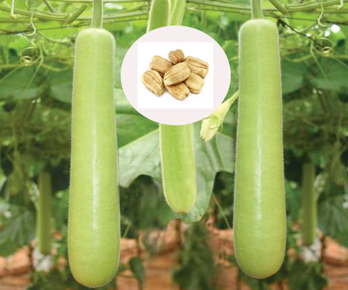 Bottle Gourd Seeds
