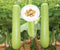 Bottle Gourd Seeds