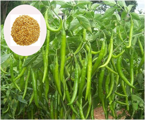 Indian Green Chilli Seeds 10g