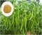 Indian Green Chilli Seeds 10g