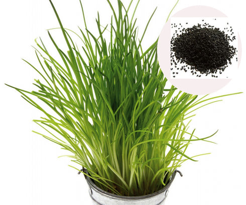 Indian Red Onion Seeds