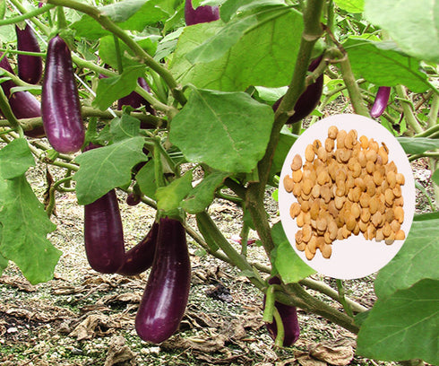 Eggplant Seeds