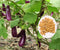 Eggplant Seeds