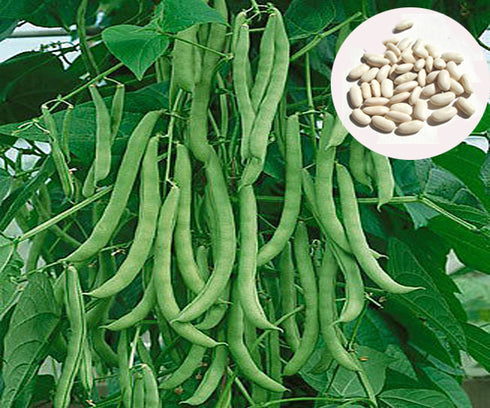 Indian French Beans Seeds