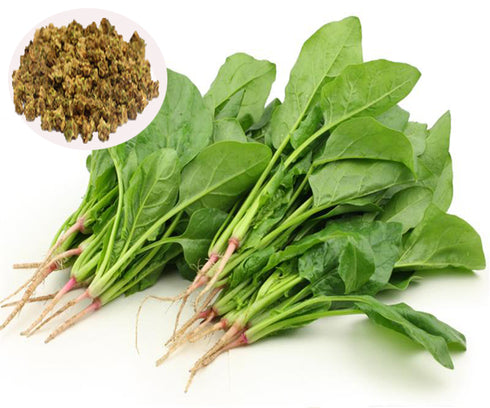 Indian Spinach Seeds