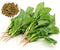 Indian Spinach Seeds