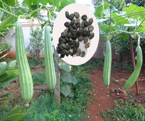 Ridge Gourd Seeds