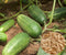 Cucumber Seeds