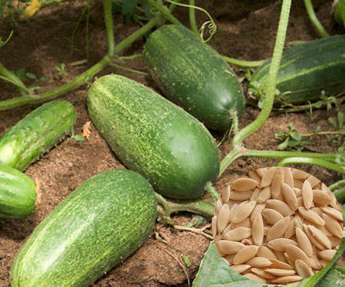 Cucumber Seeds