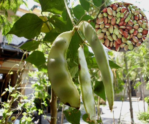 Kidney Bean Seeds