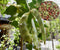 Kidney Bean Seeds