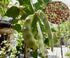 Kidney Bean Seeds