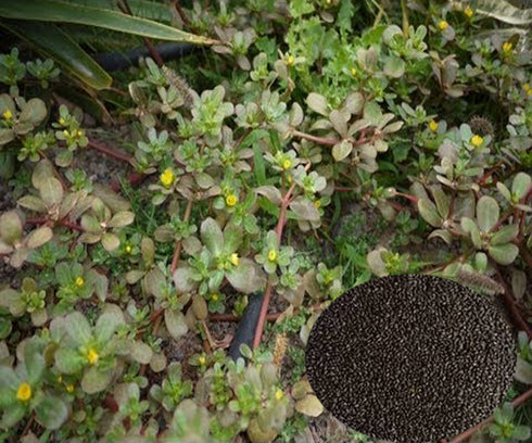 Purslane Seeds