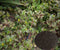 Purslane Seeds
