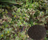 Purslane Seeds