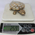 Brass Tortoise for Good Luck Showpiece 259g