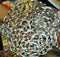 Fruit Decorative Bowl Silver Color - 65gms