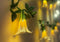 White Paper Flower Fairy Lights
