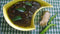 Palharam Tamarind Pickle Green Chilli
