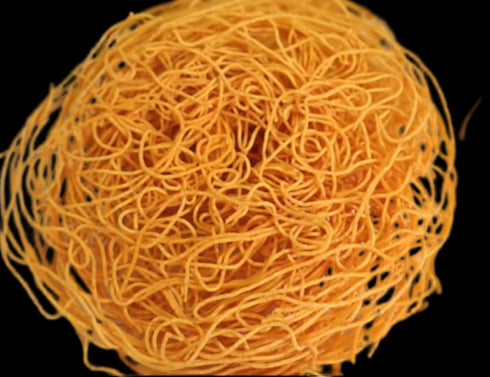 Godavari Vantillu Vampusa | Vamu Pusa